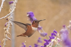 crop_00021