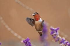 crop_00027